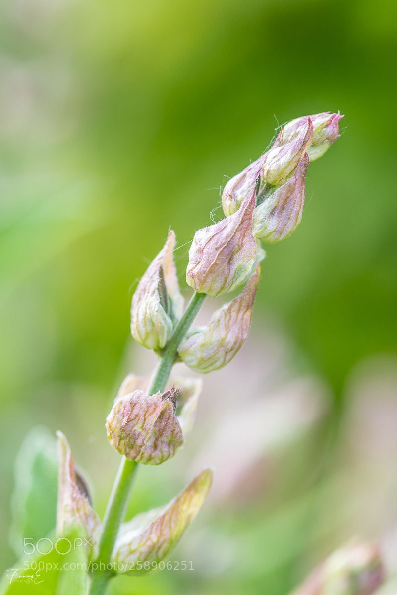 Nikon D810 sample photo. Summer photography