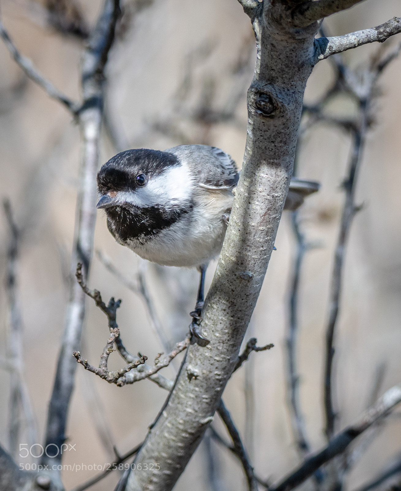 Nikon D850 sample photo. Blacked-capped chickadee photography