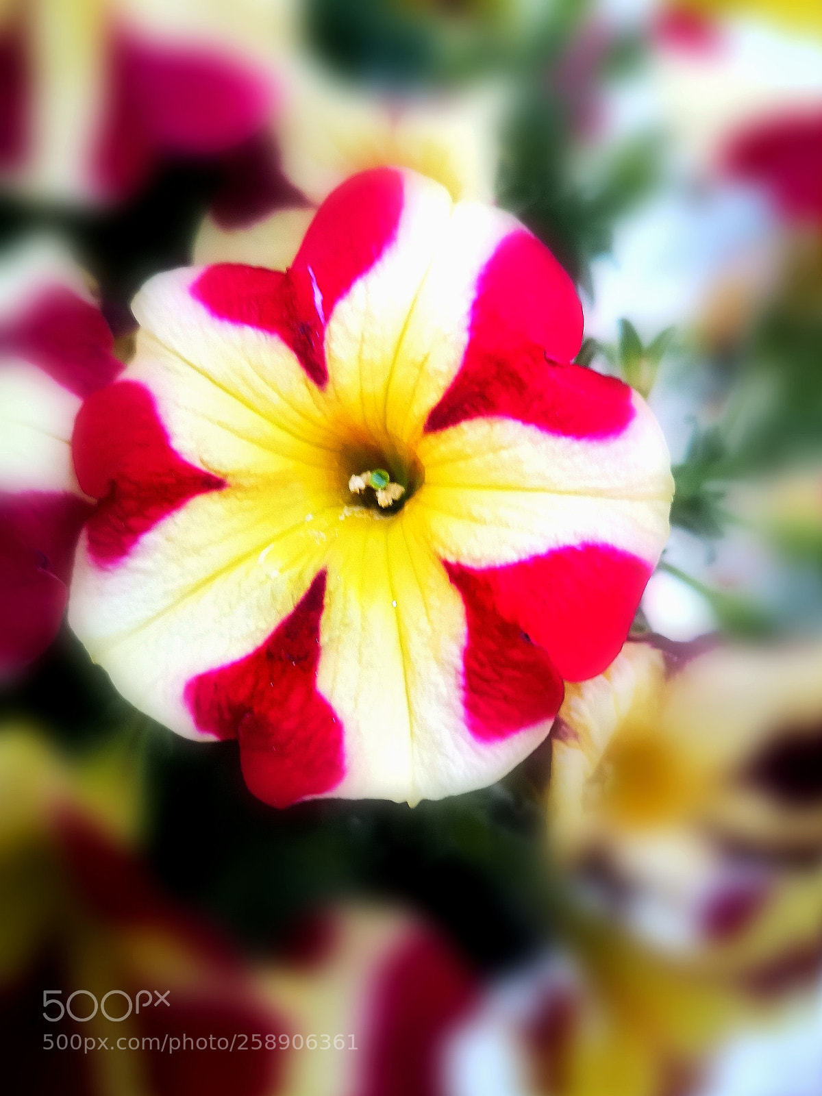 HUAWEI CLT-L09 sample photo. Hearts and flowers photography