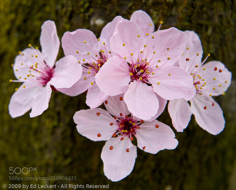 Canon EOS 5D sample photo. Cluster of cherry blossoms photography