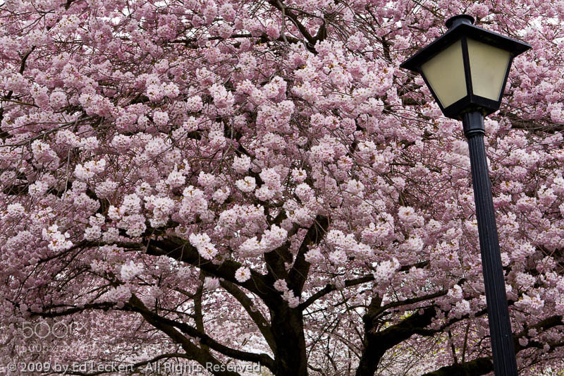 Canon EOS 5D sample photo. Cherry blossoms and lamp photography