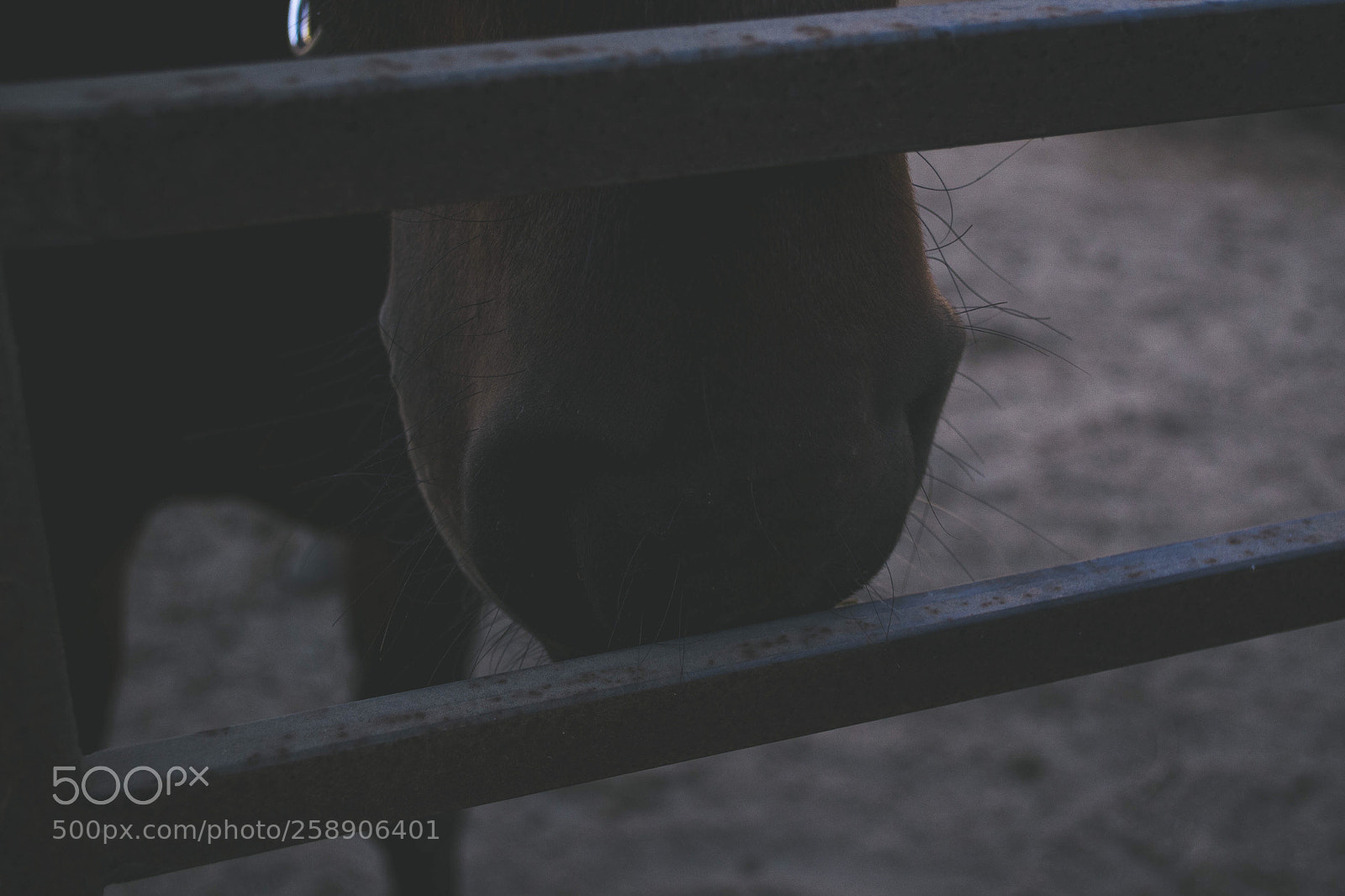 Nikon D3100 sample photo. Horse photography