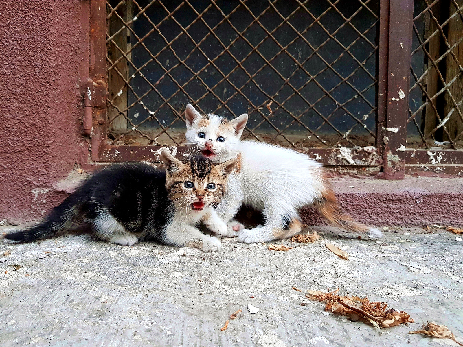 Samsung Galaxy S8+ sample photo. Street kittens hissing photography