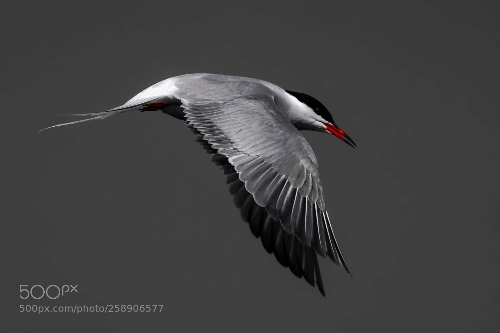 Nikon D5300 sample photo. Tern photography