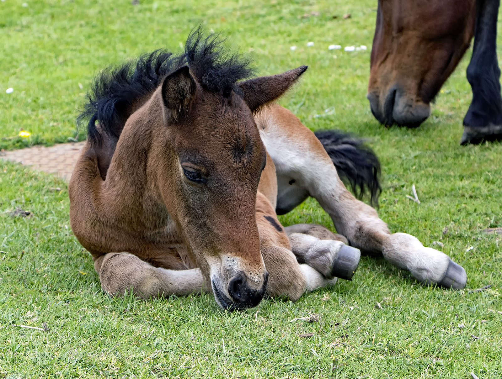 Canon EOS 7D Mark II sample photo. New forest foal photography
