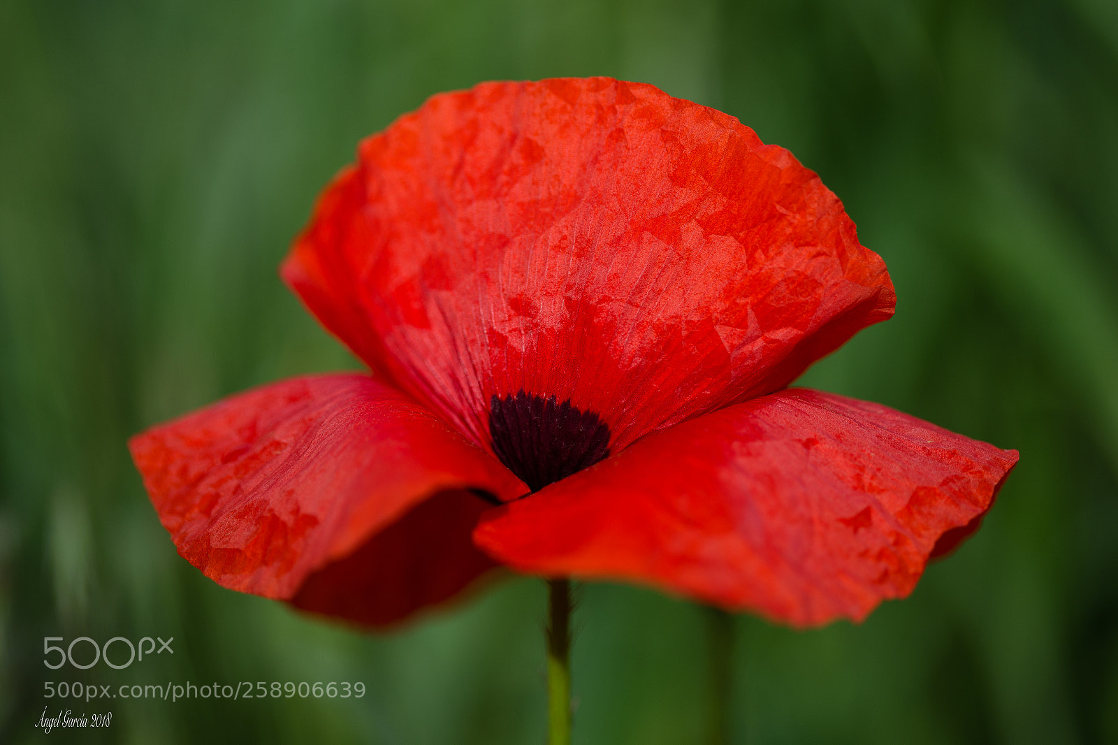 Canon EOS 6D sample photo. Rojo sobre verde photography