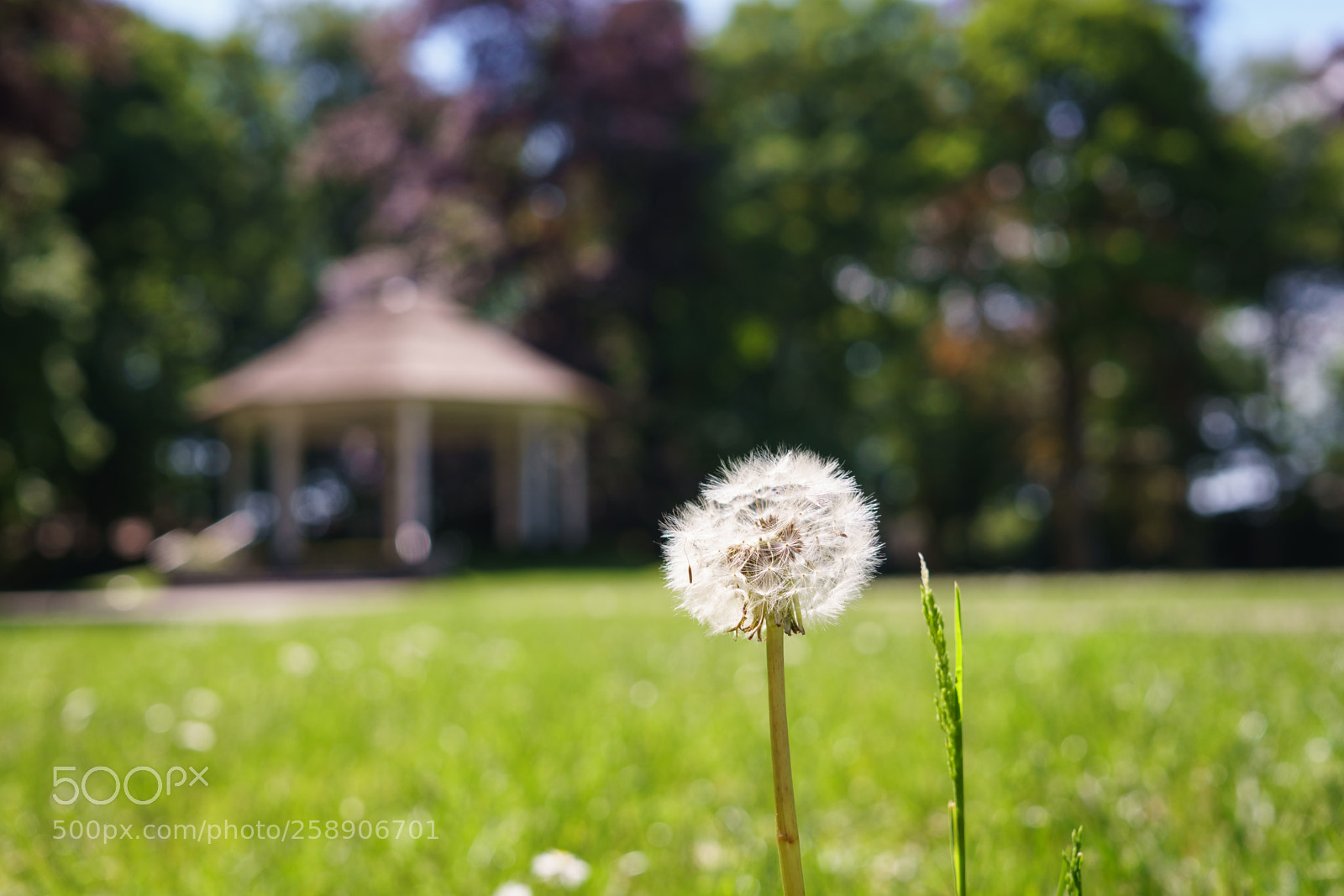 Sony a6300 sample photo. Dandelion photography