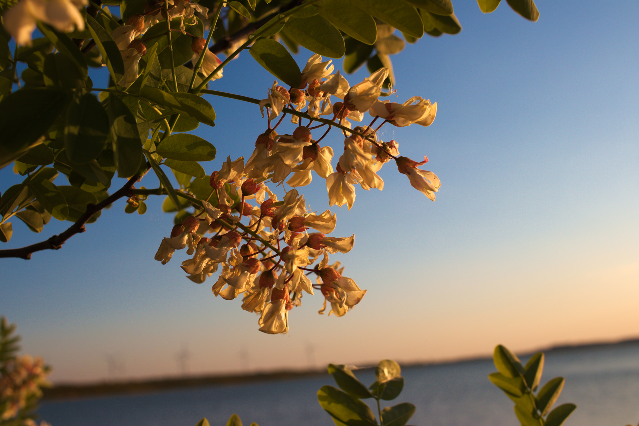 Canon EF-S 24mm F2.8 STM sample photo