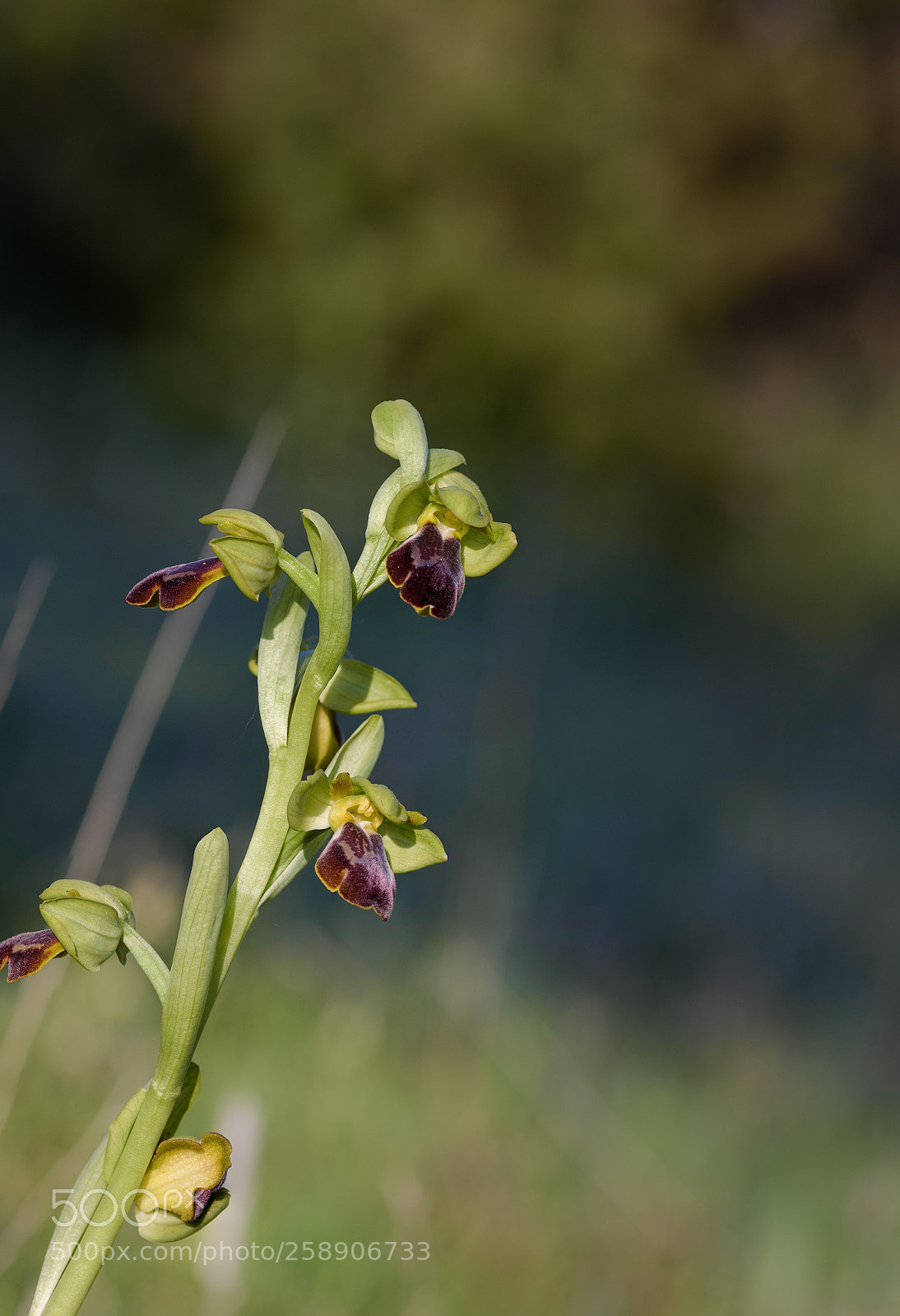 Nikon D7200 sample photo. Ophrys vascónica photography