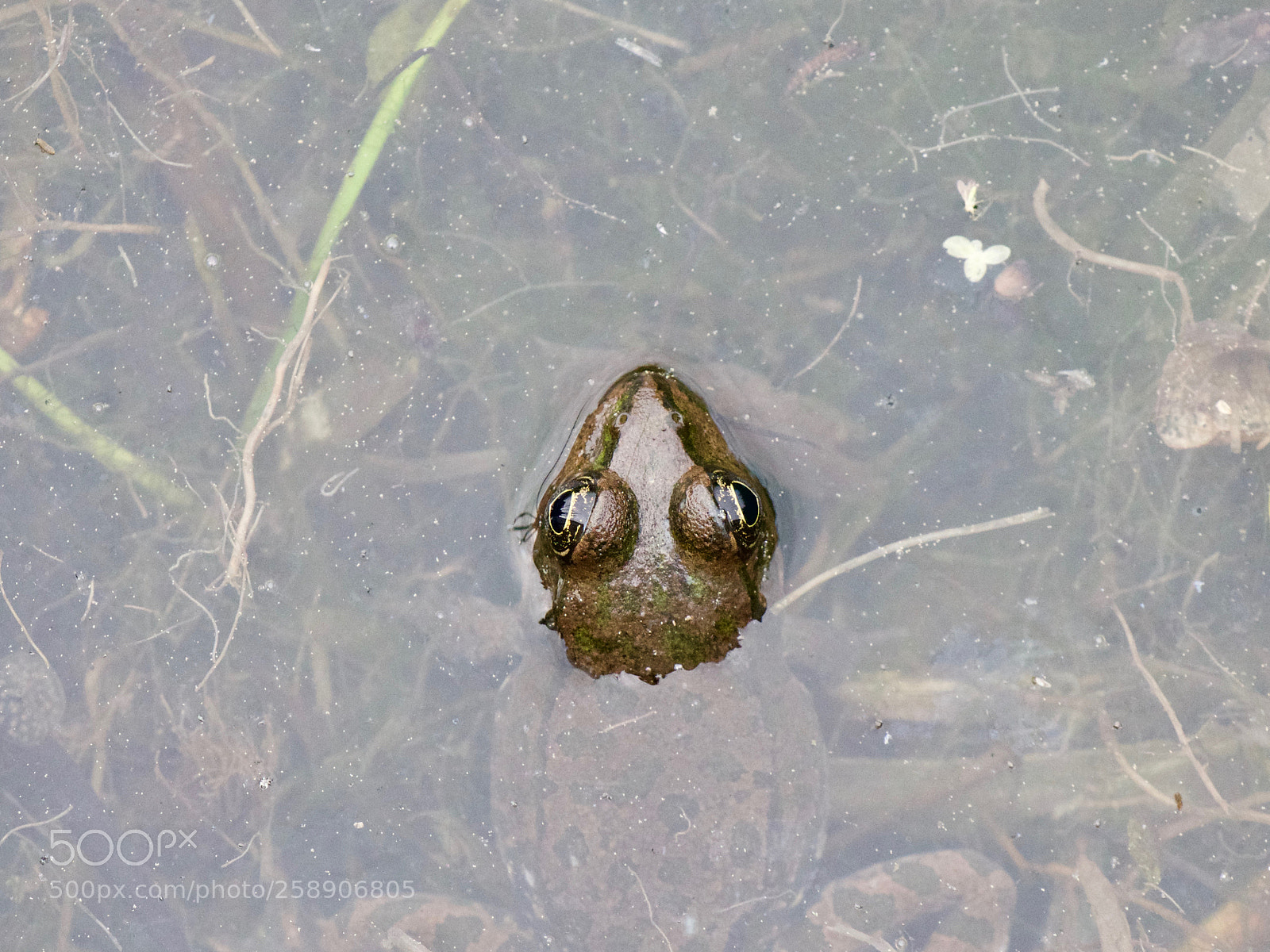Panasonic Lumix DC-GH5 sample photo. Frog photography