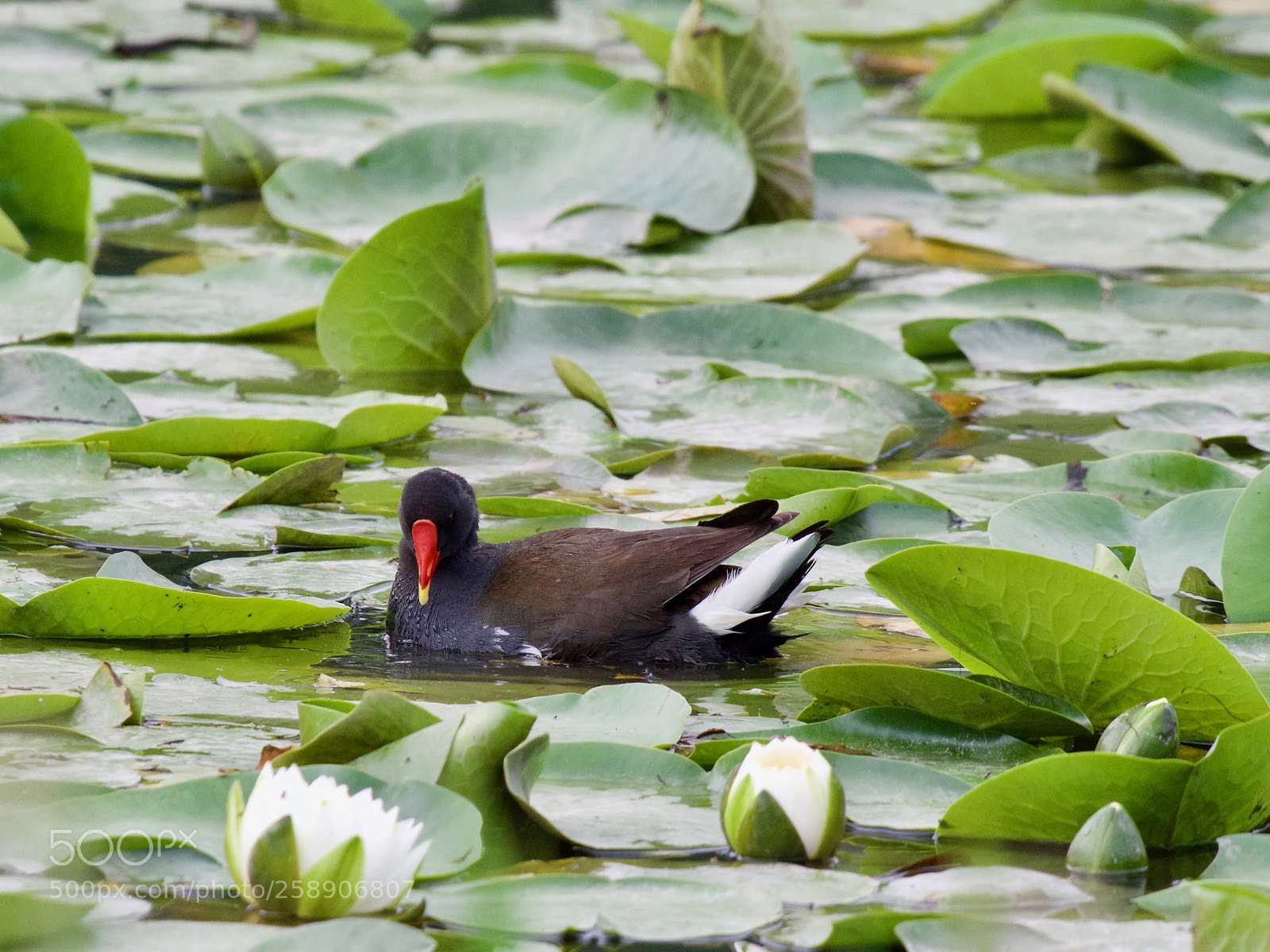 Panasonic Lumix DC-GH5 sample photo. Gallinule photography