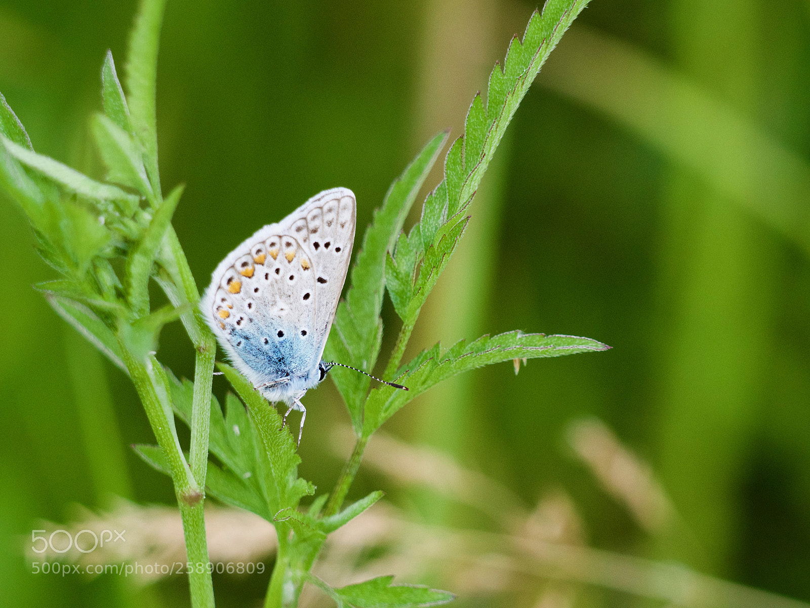 Panasonic Lumix DC-GH5 sample photo. Butterfly photography