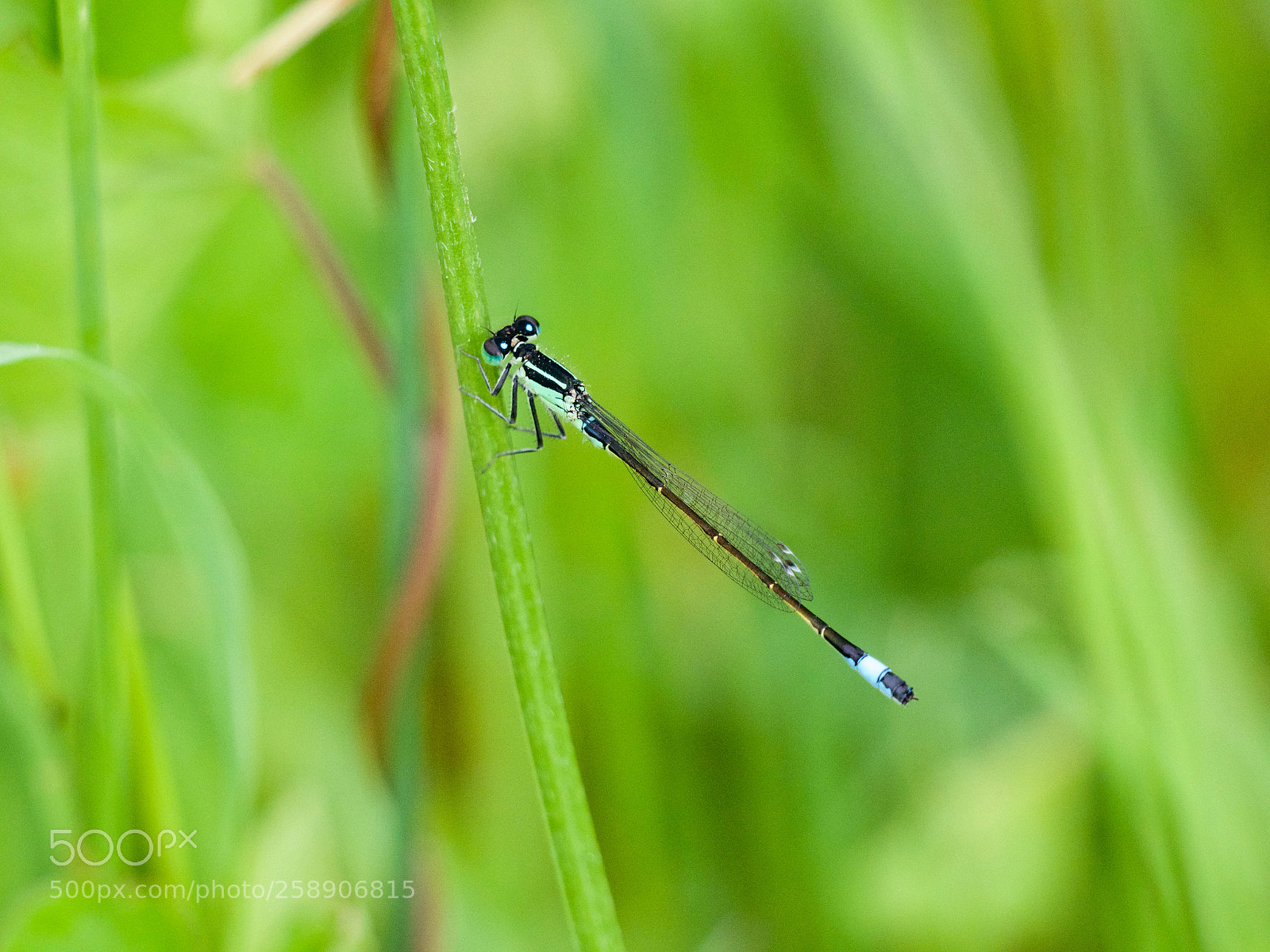Panasonic Lumix DC-GH5 sample photo. Dragonfly photography