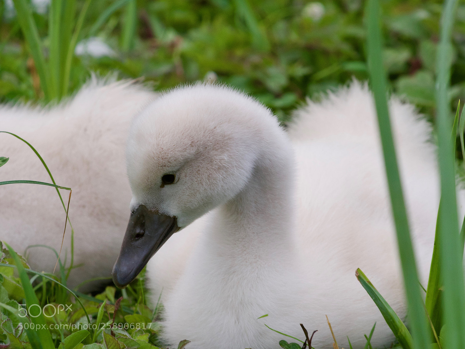 Panasonic Lumix DC-GH5 sample photo. Baby swan photography