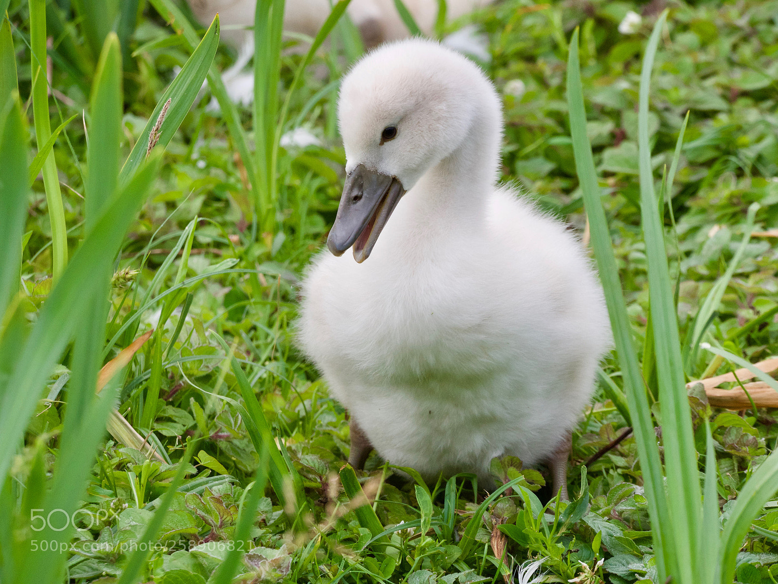 Panasonic Lumix DC-GH5 sample photo. Baby swan photography