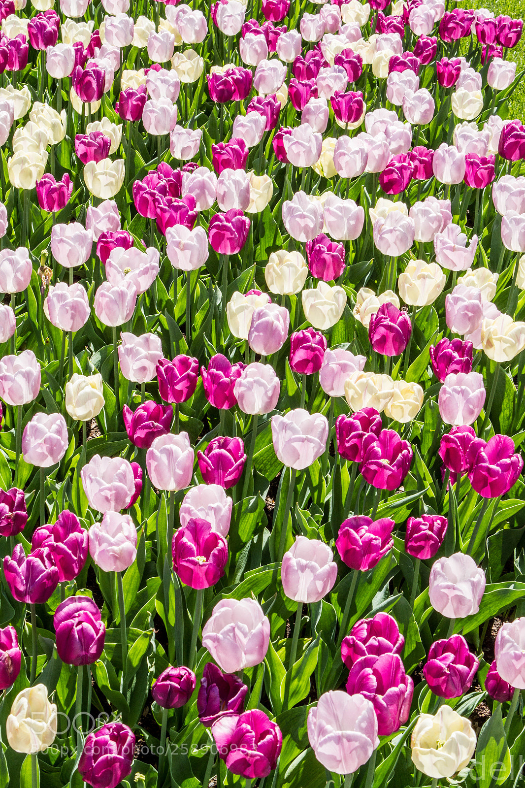 Canon EOS 7D sample photo. Tulipes photography