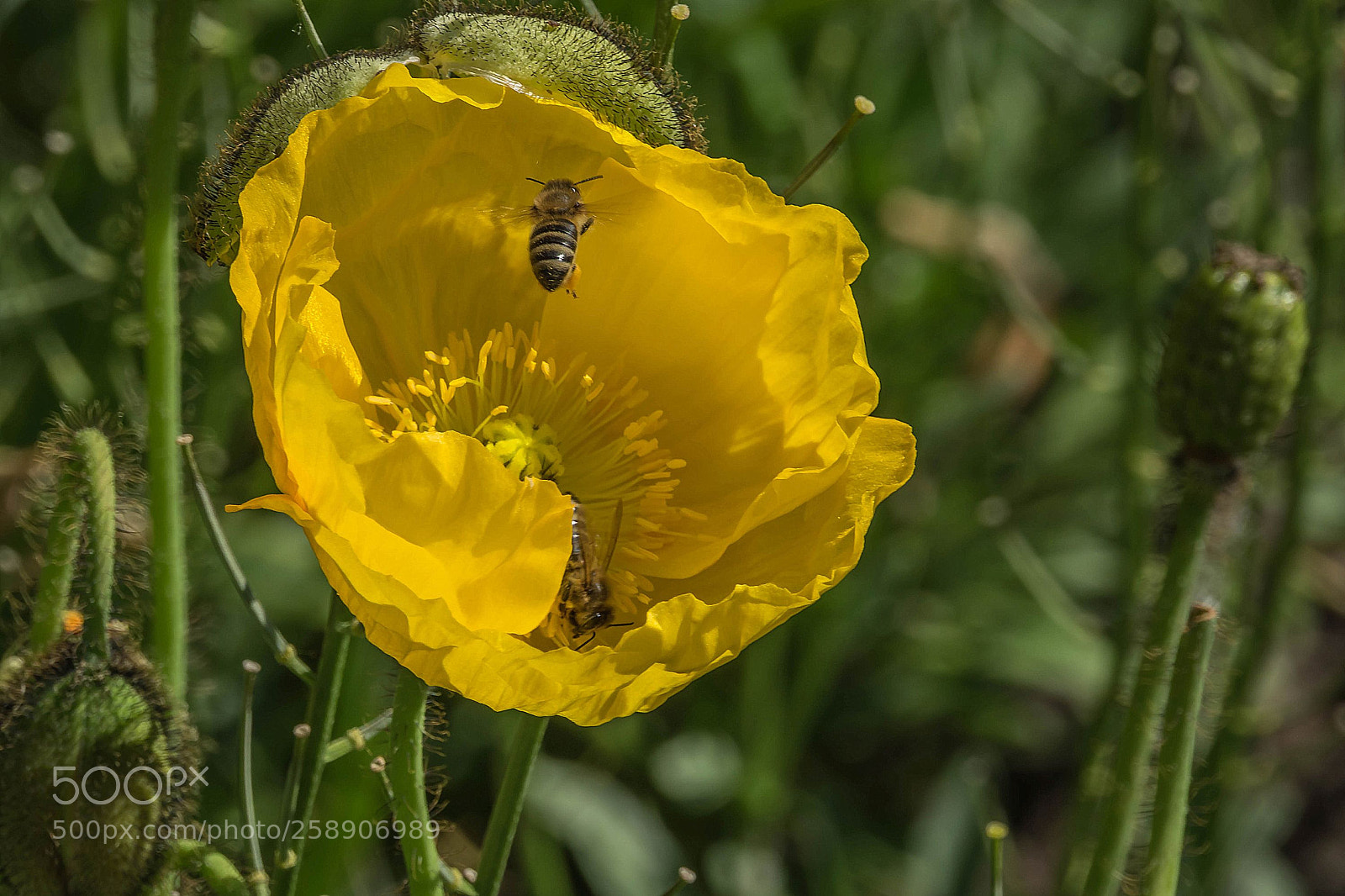 Sony Cyber-shot DSC-RX10 III sample photo. Poppy flier photography