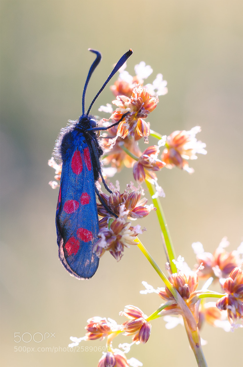 Nikon D300 sample photo. Six-spot burnet | zygaena filipendulae photography