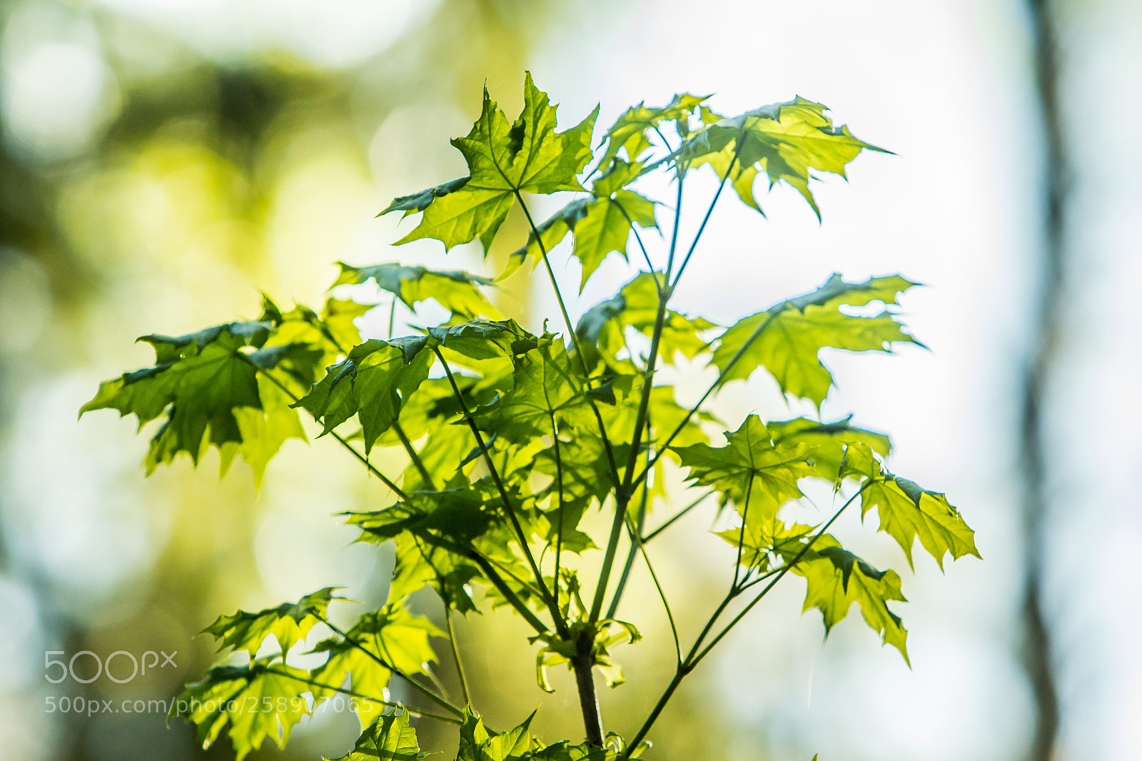 Canon EOS 650D (EOS Rebel T4i / EOS Kiss X6i) sample photo. 50 shades of green photography