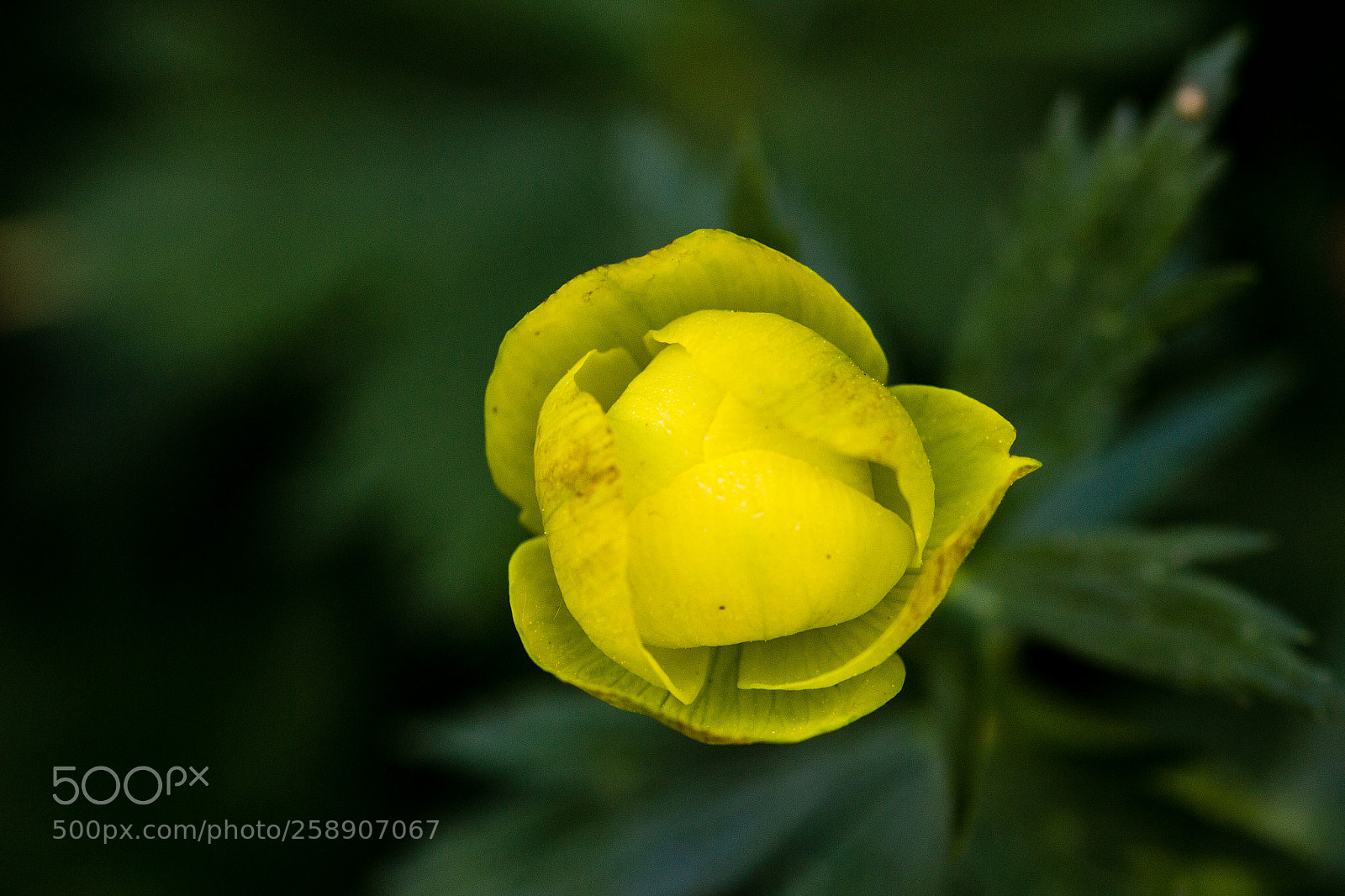 Canon EOS 650D (EOS Rebel T4i / EOS Kiss X6i) sample photo. Trollius photography