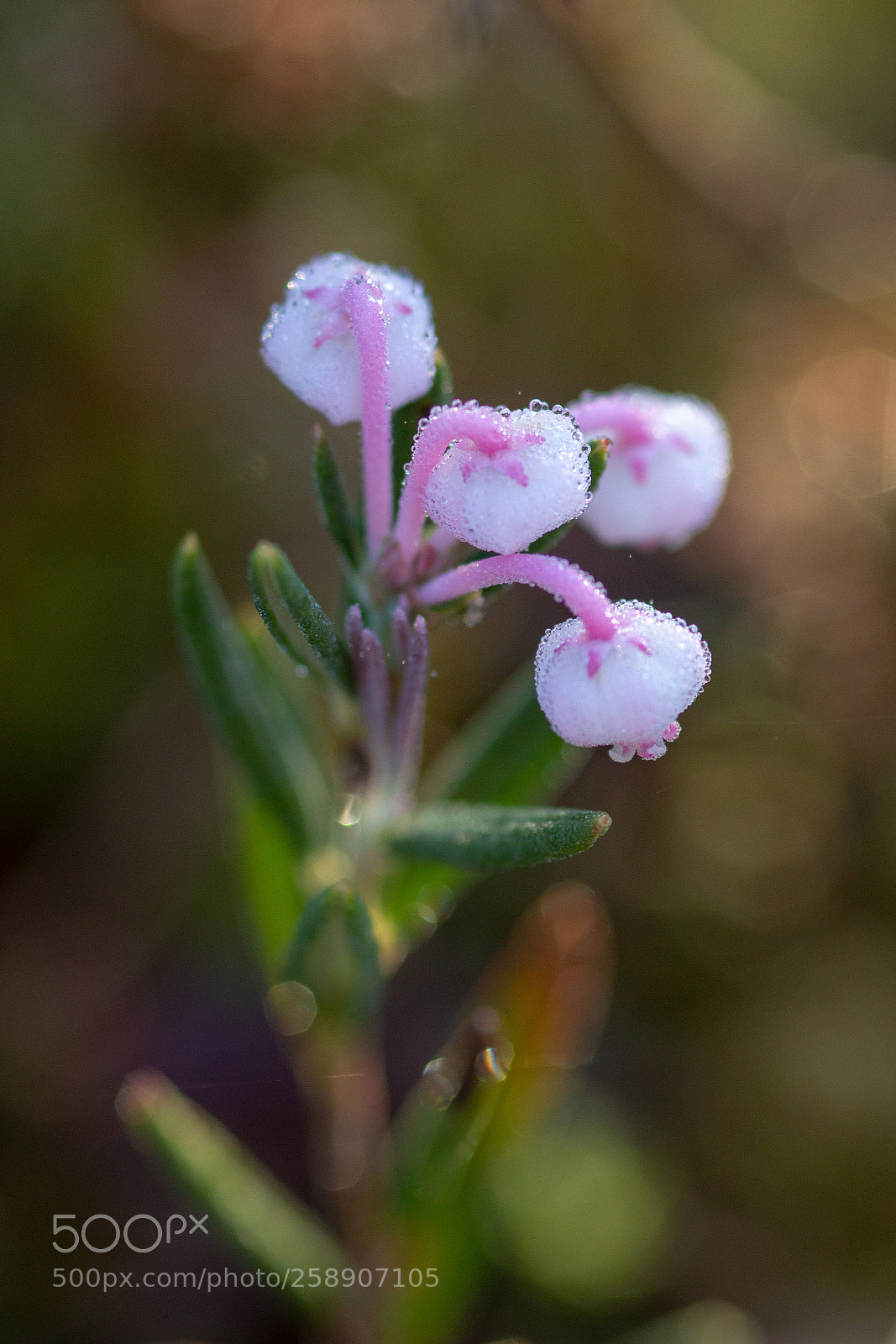 Canon EOS 650D (EOS Rebel T4i / EOS Kiss X6i) sample photo. Fragile photography