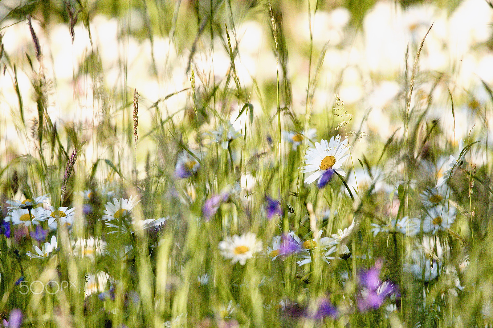 Sigma 150-600mm F5-6.3 DG OS HSM | C sample photo. Summer is summer photography