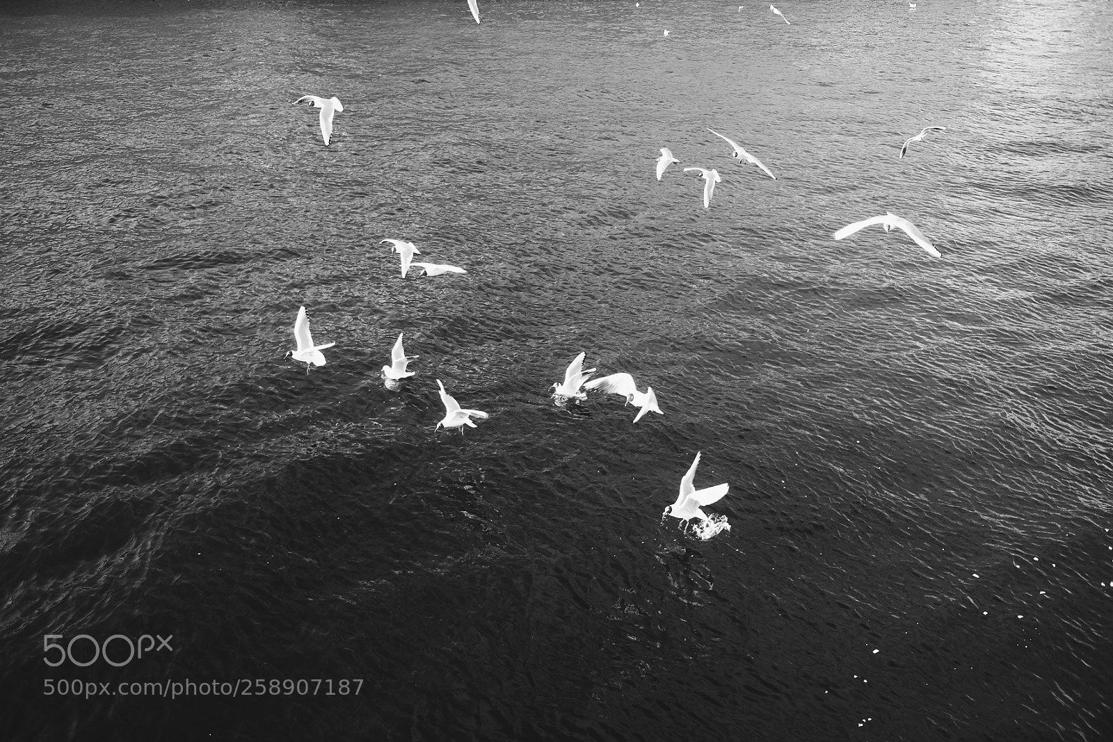 Fujifilm X70 sample photo. Silence of birds photography