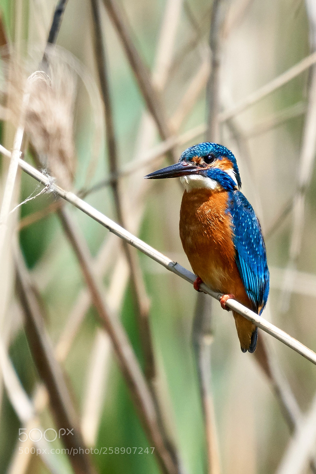 Sony a7R III sample photo. Kingfisher photography