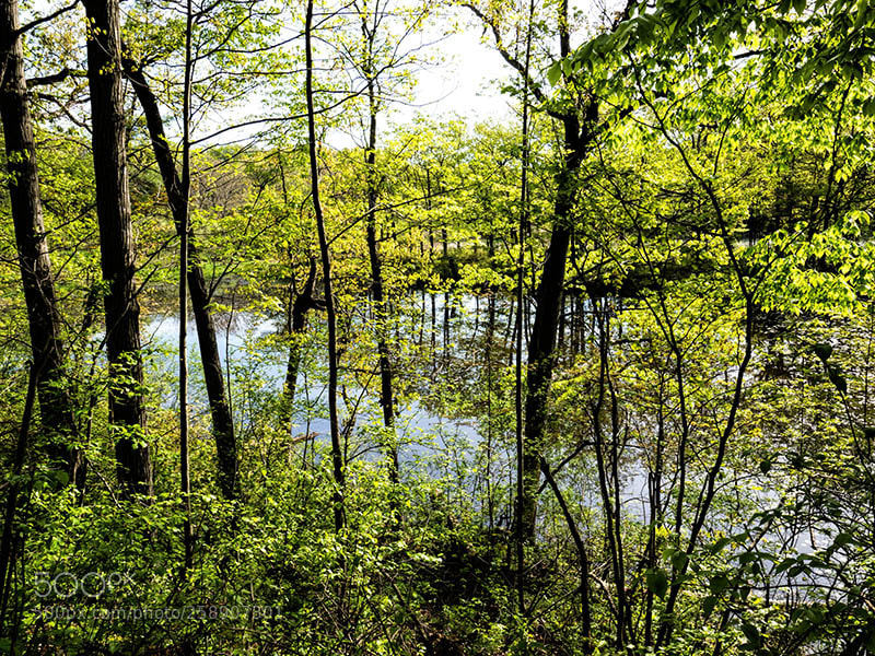 Olympus OM-D E-M1 Mark II sample photo. Hidden pond photography