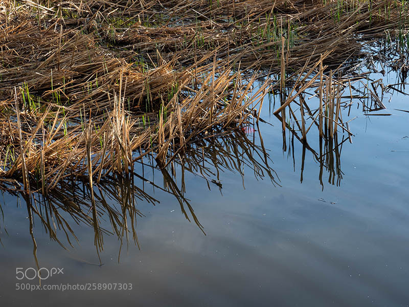 Olympus OM-D E-M1 Mark II sample photo. Bent reeds photography