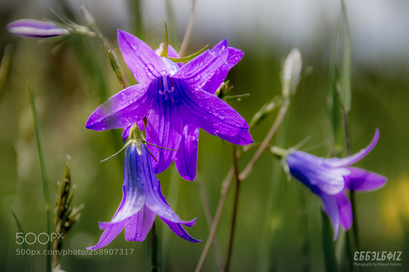 Sony ILCA-77M2 sample photo. Campanula photography