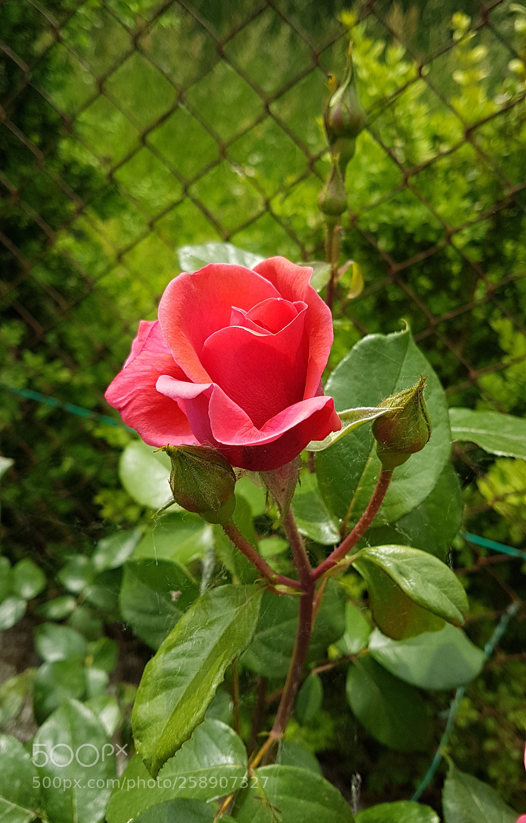 Samsung Galaxy S7 Edge sample photo. A new life... photography