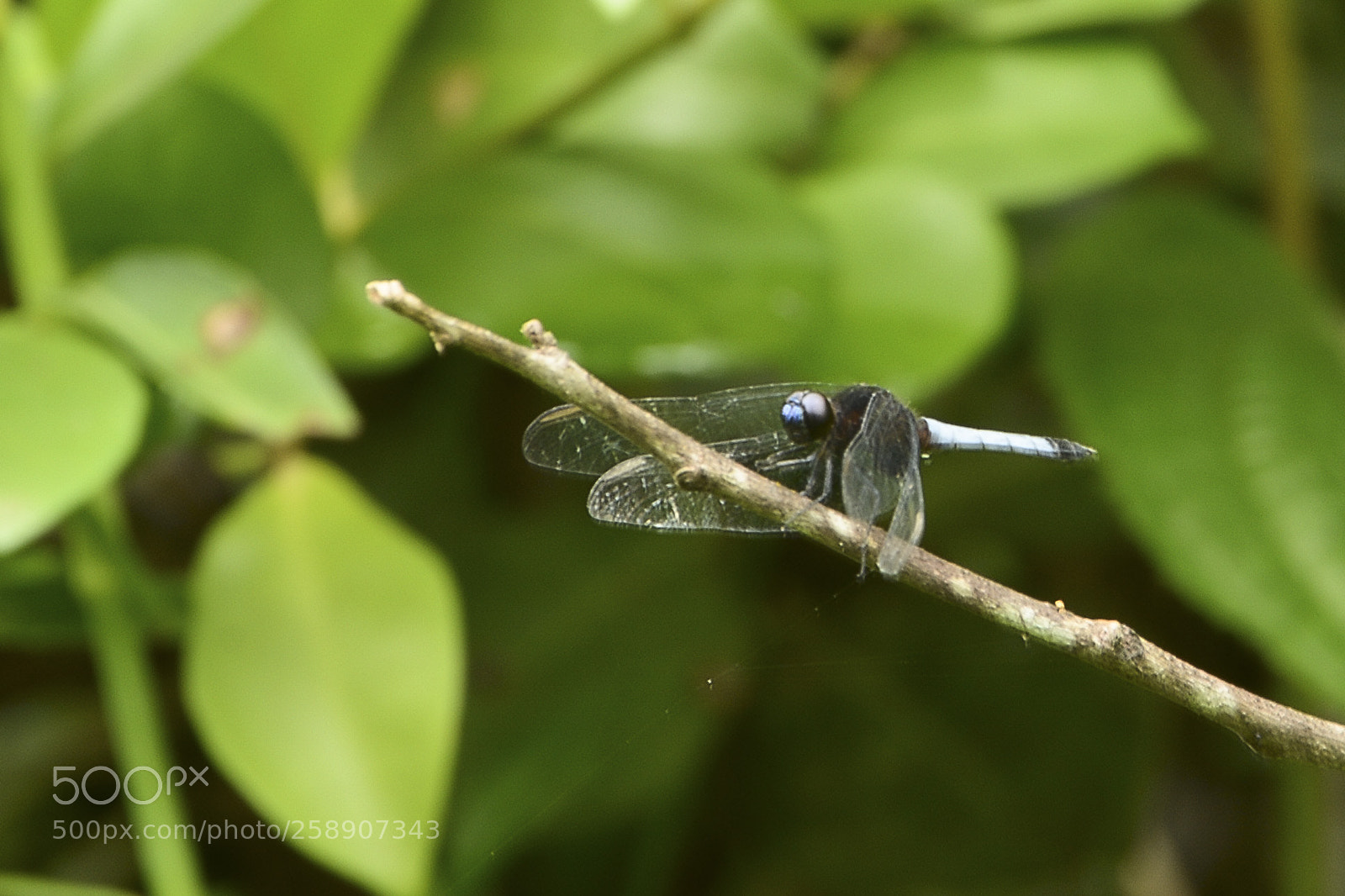 Nikon D7100 sample photo. Viajante da natureza. photography