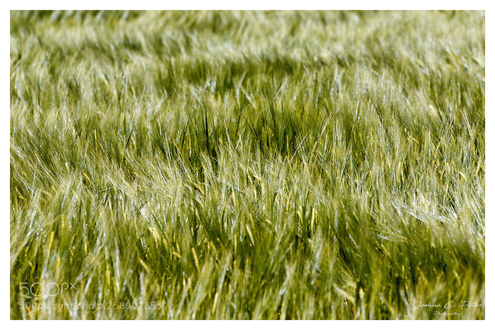 Canon EOS 6D Mark II sample photo. Green dusty cropfields photography