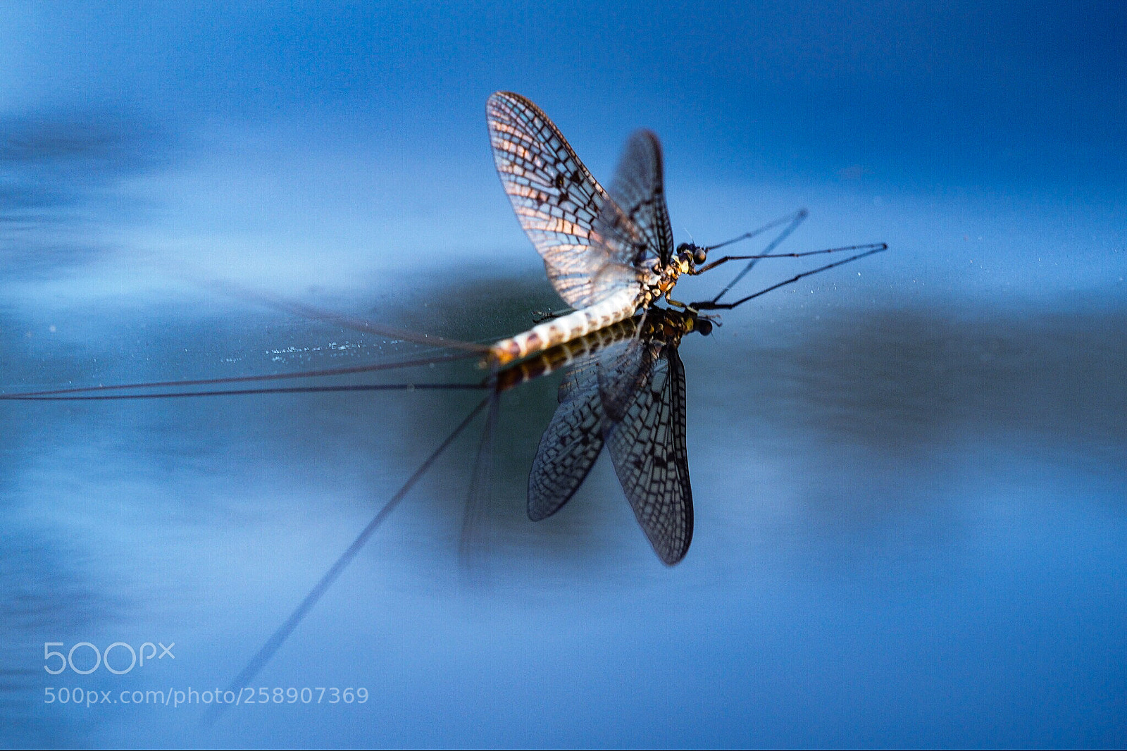 Olympus OM-D E-M1 sample photo. Blue reflection ... photography
