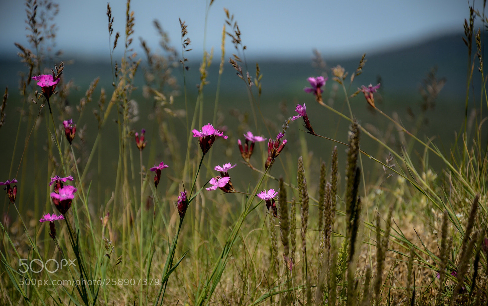 Nikon D7000 sample photo. Flowers in harz photography