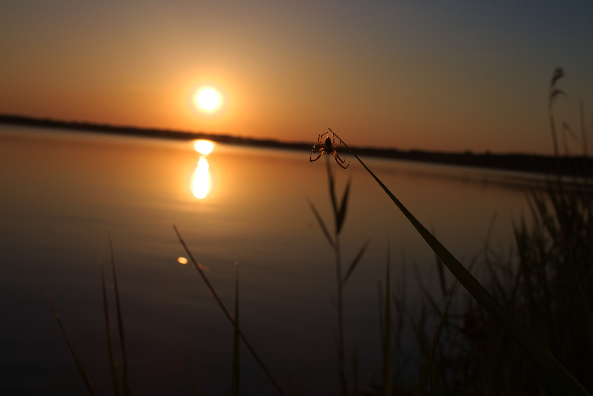 Canon EF-S 24mm F2.8 STM sample photo