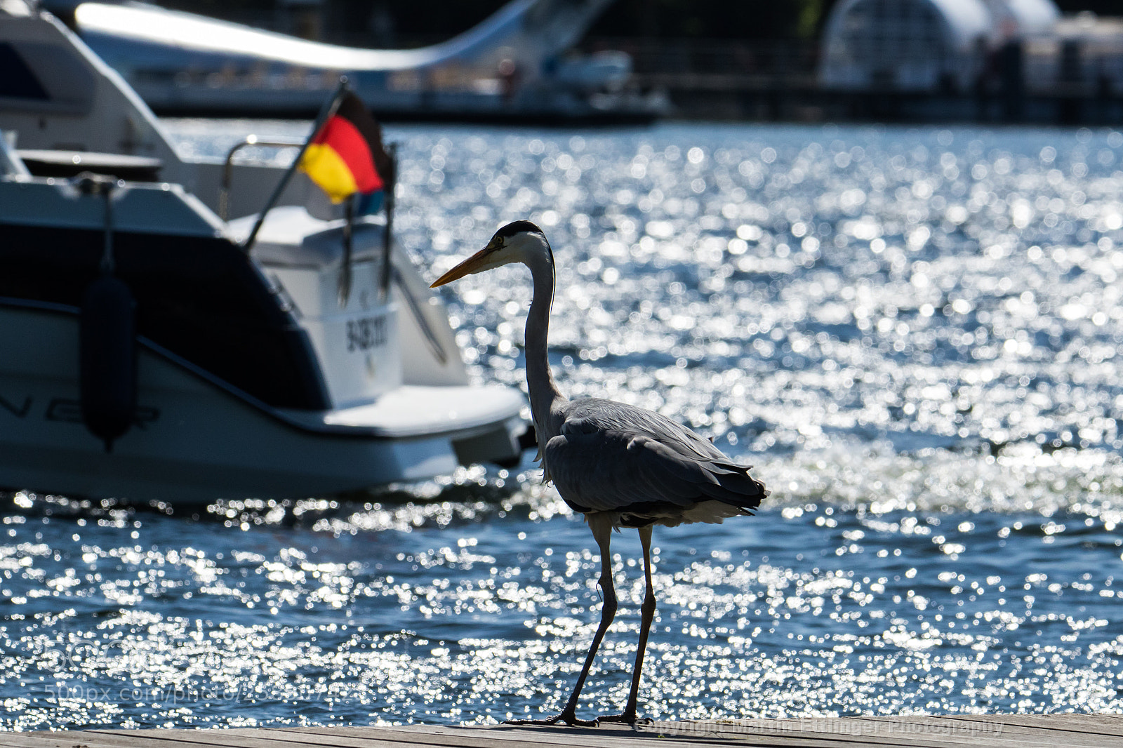 Canon EOS 7D Mark II sample photo. Grey heron ardea cinerea photography
