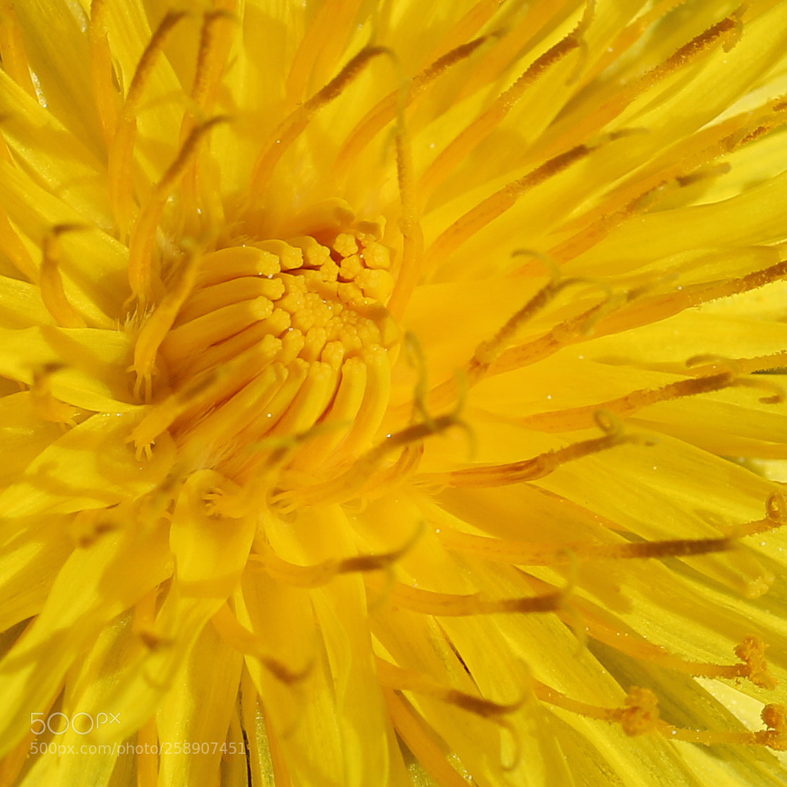 Canon EOS 70D sample photo. Interior of a dandelion photography
