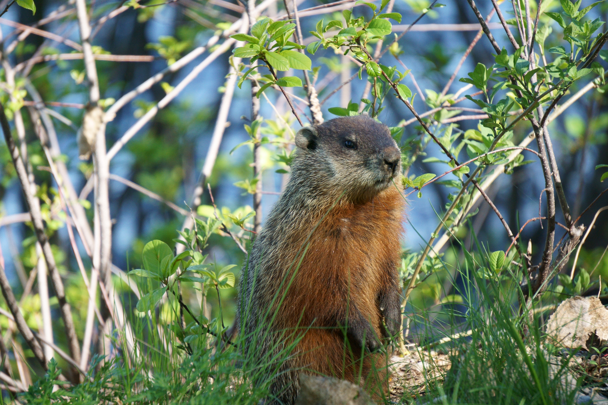 Sony E 55-210mm F4.5-6.3 OSS sample photo. Groundhog photography