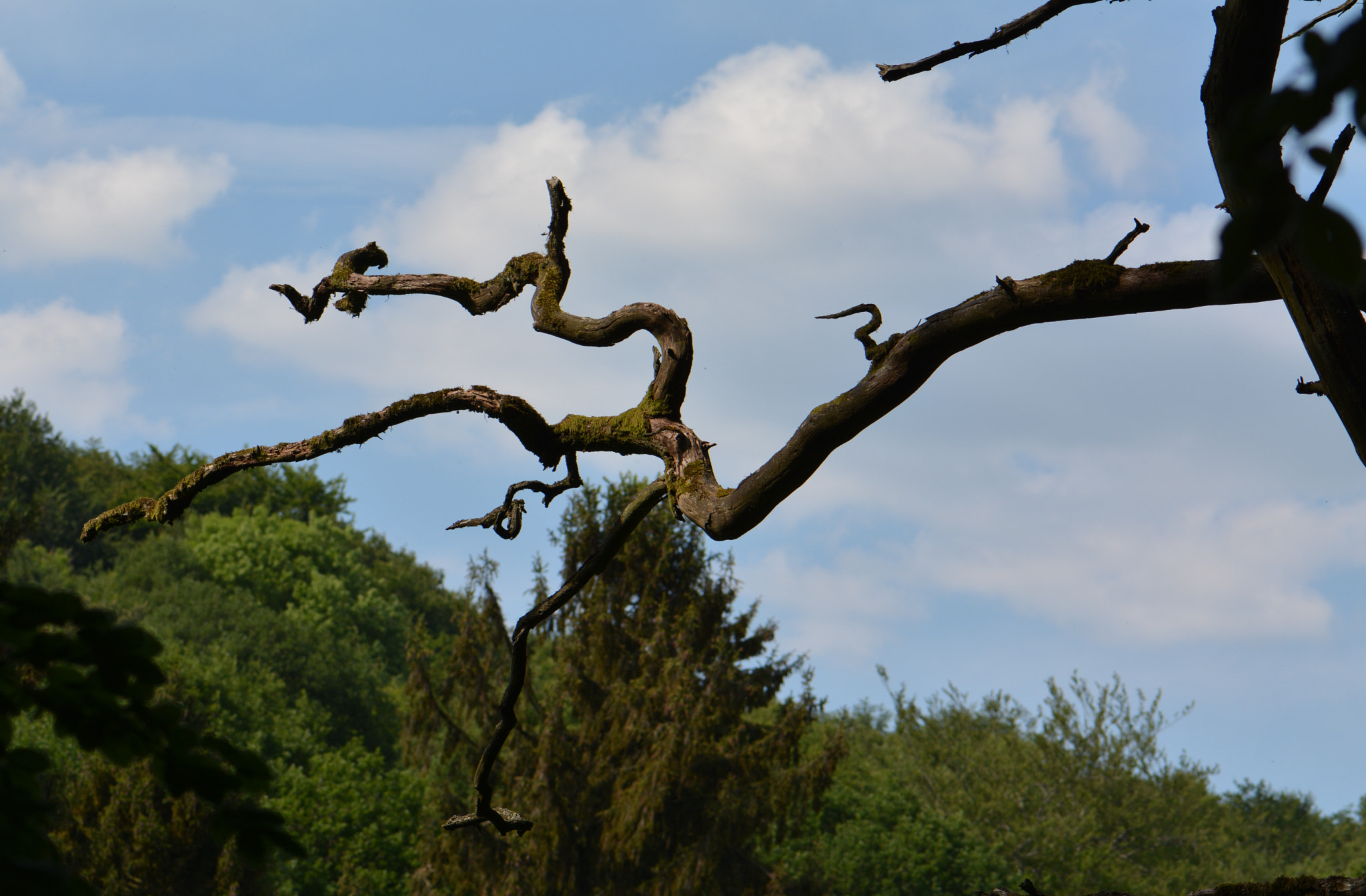 Nikon AF-S Micro-Nikkor 105mm F2.8G IF-ED VR sample photo. Baum photography