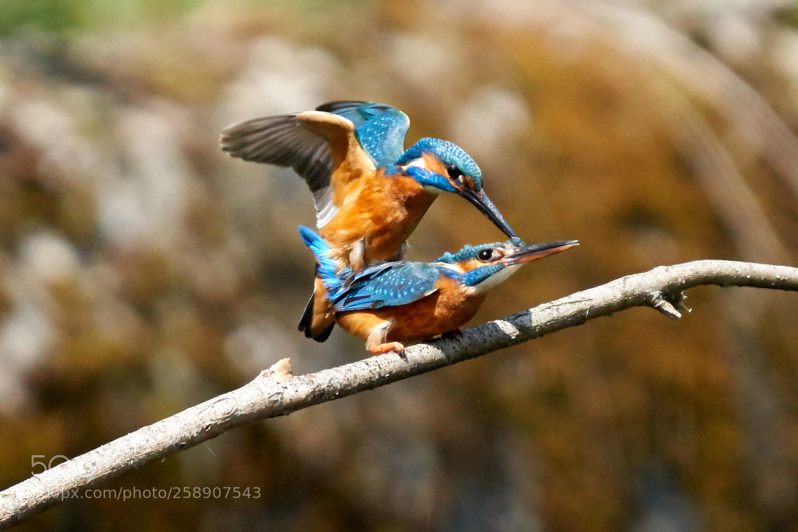 Sony a7R III sample photo. Kingfisher action photography