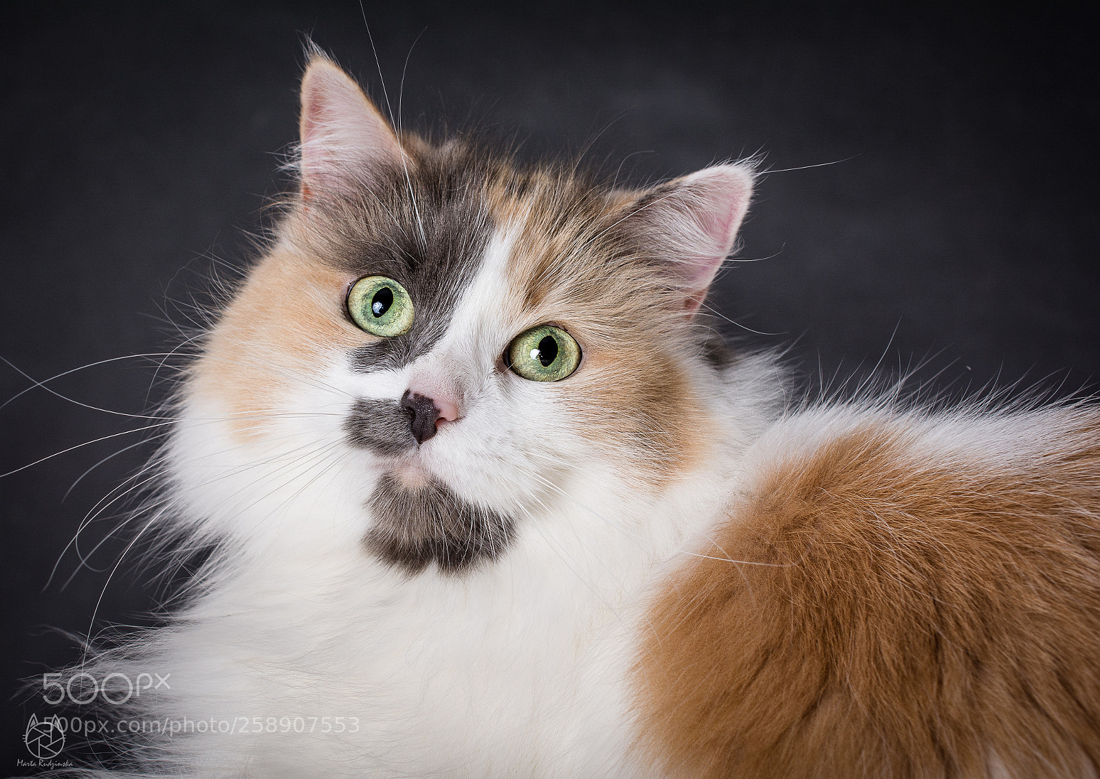 Nikon D7100 sample photo. A siberian cat photography