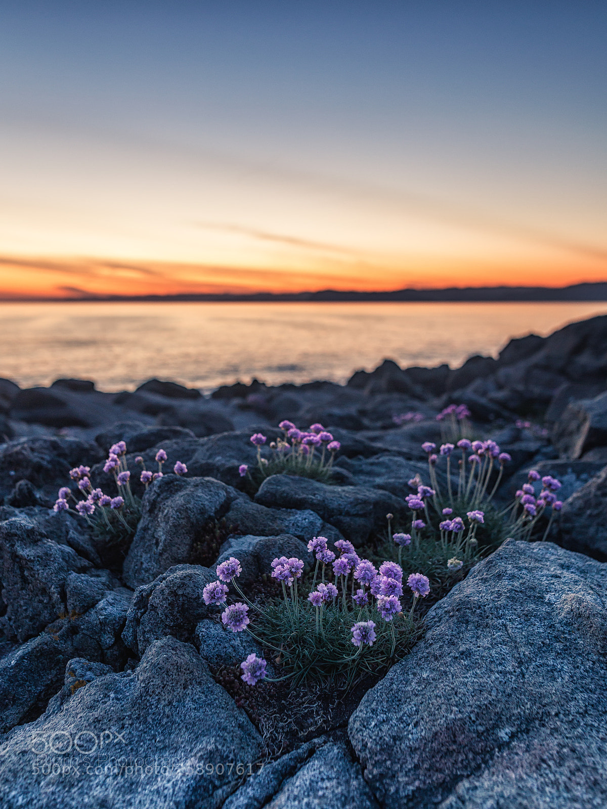 Canon EOS 6D sample photo. "flower and the sea" photography