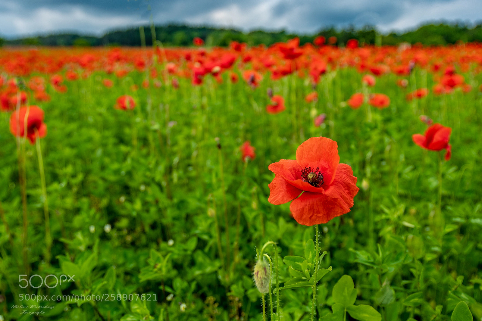 Sony a7R II sample photo. Mohnwiese photography