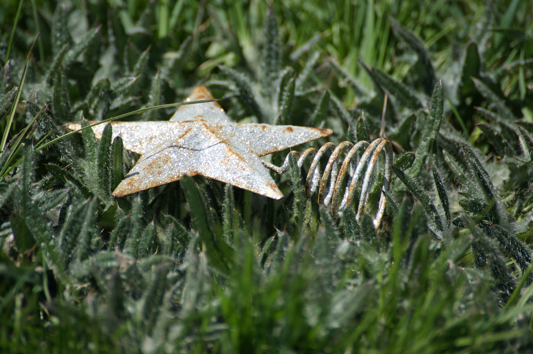 Sony Alpha DSLR-A390 + Sony DT 55-300mm F4.5-5.6 SAM sample photo. Prickly star photography