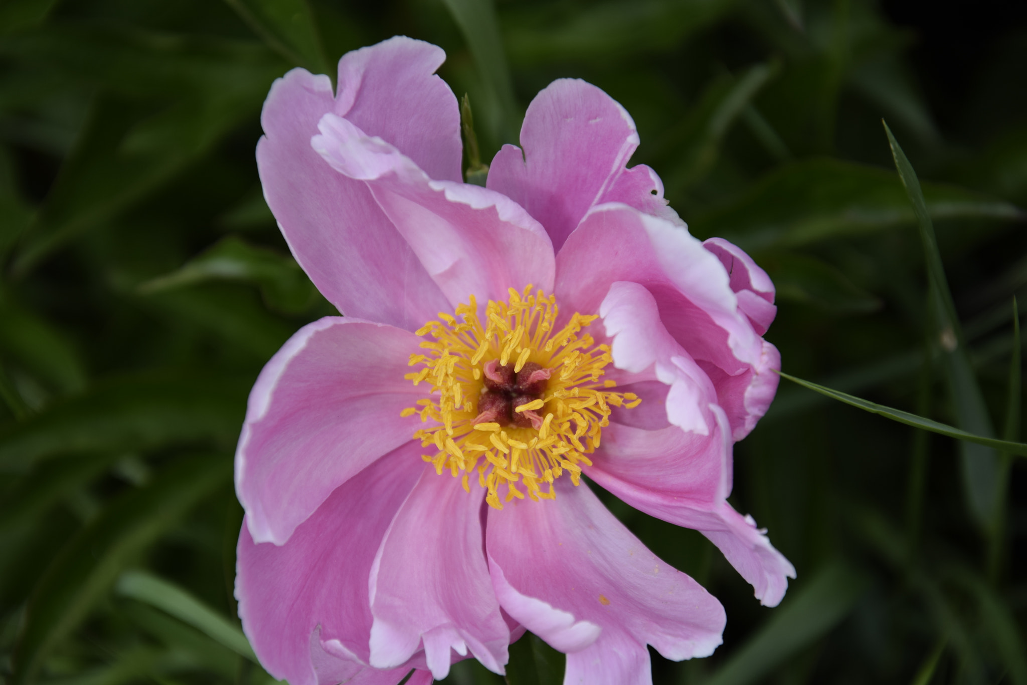 Nikon D5300 sample photo. Pink sunday flower photography
