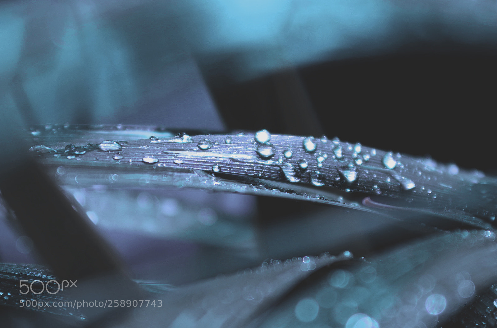 Pentax K-50 sample photo. Rainy day in blue photography