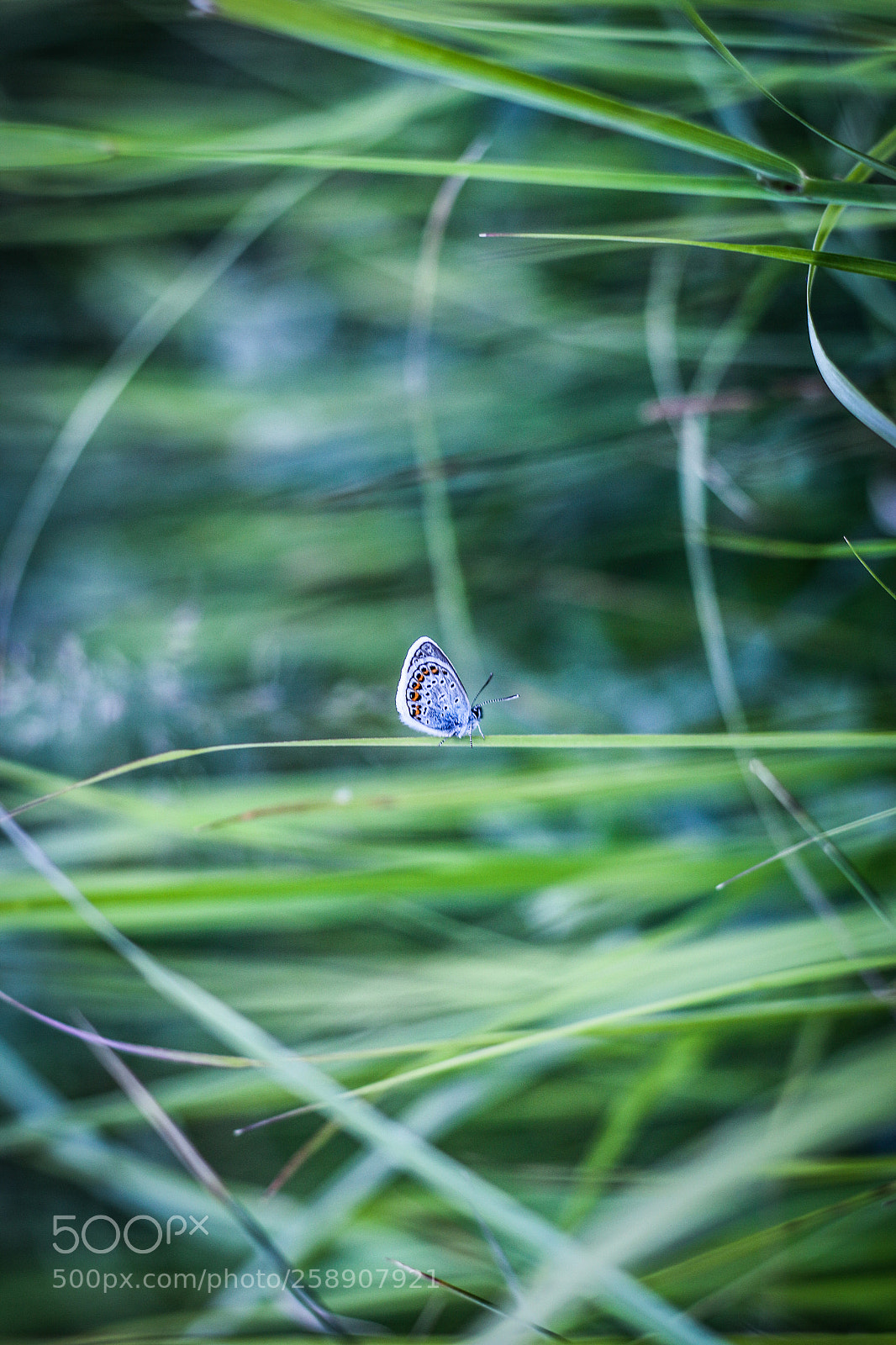 Canon EOS 70D sample photo. Untitled photography