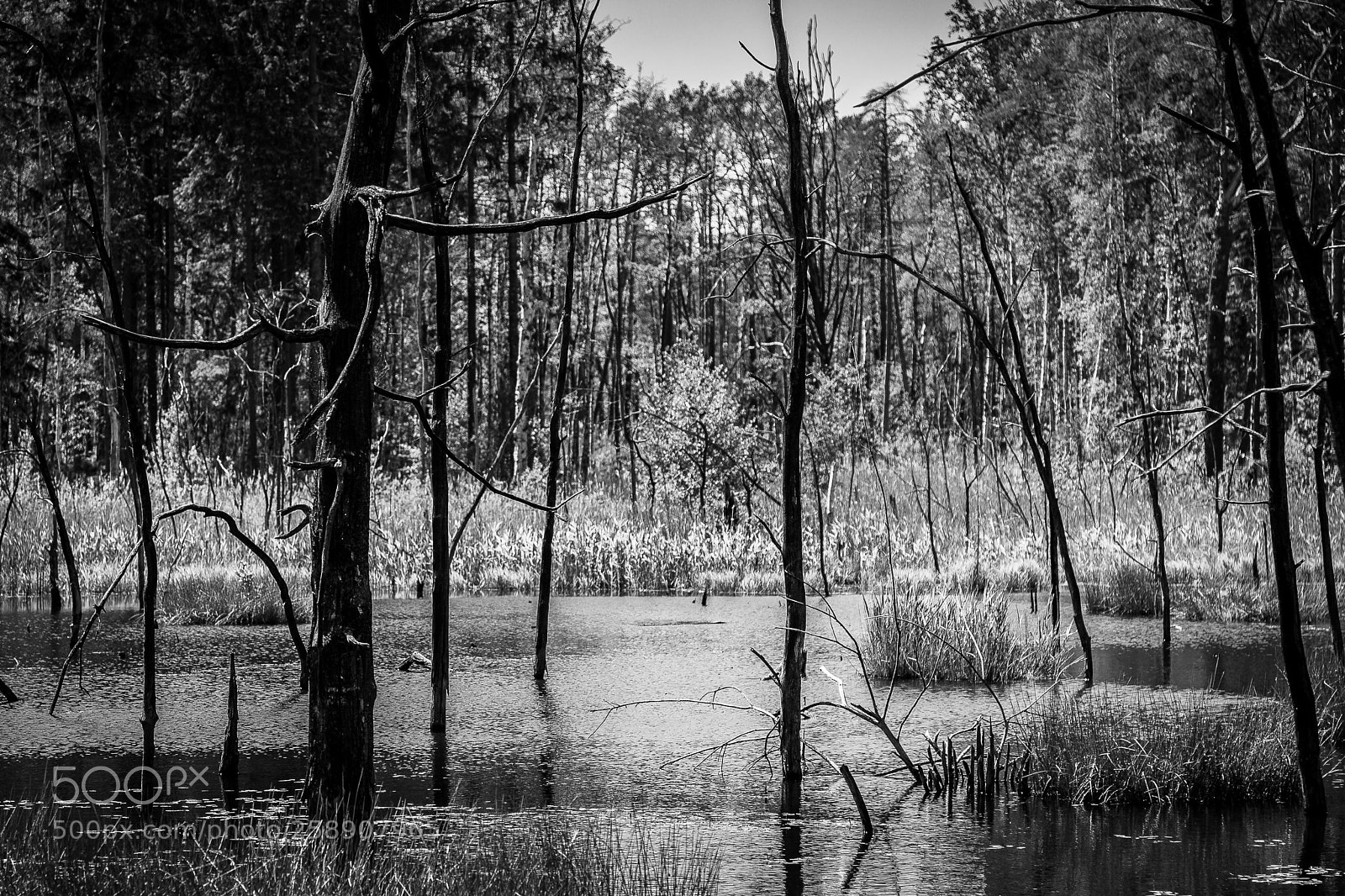 Canon EOS 5D Mark II sample photo. See der toten b photography